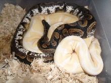 Vpi Sugar X Albino