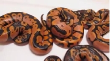 1.1 Vpi PUMPKIN ORANGE sugars