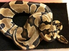 Super Blade Breeder Male