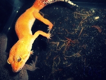 Tang-super hypo tangerine 9-12 m