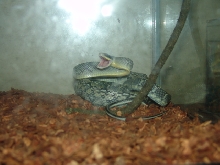 Blue beauty rat snake being unhappy after eating