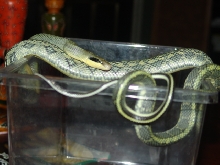 blue beauty rat snake