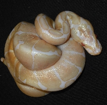 Albino Spider