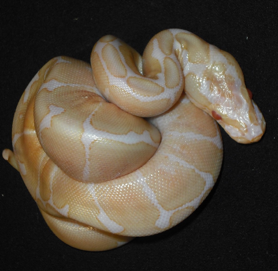 Albino Spider