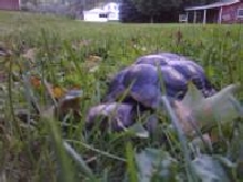 sally outside