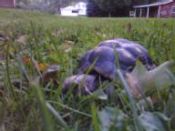 sally outside