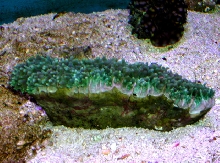 Saltwater - Austin Aquariums