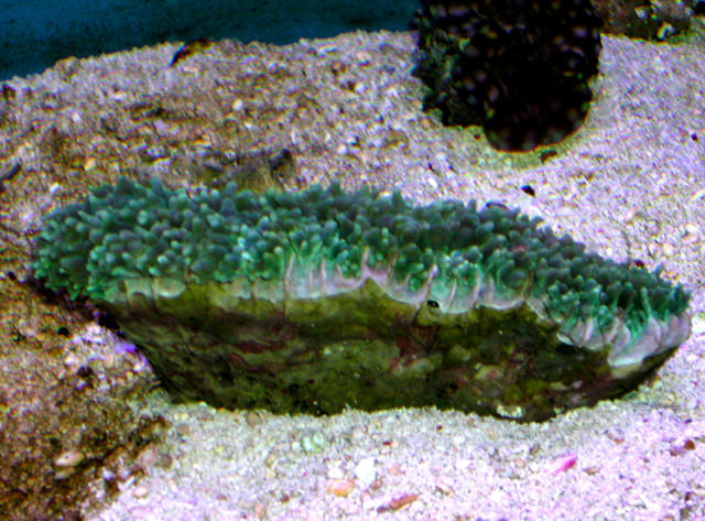 Saltwater - Austin Aquariums