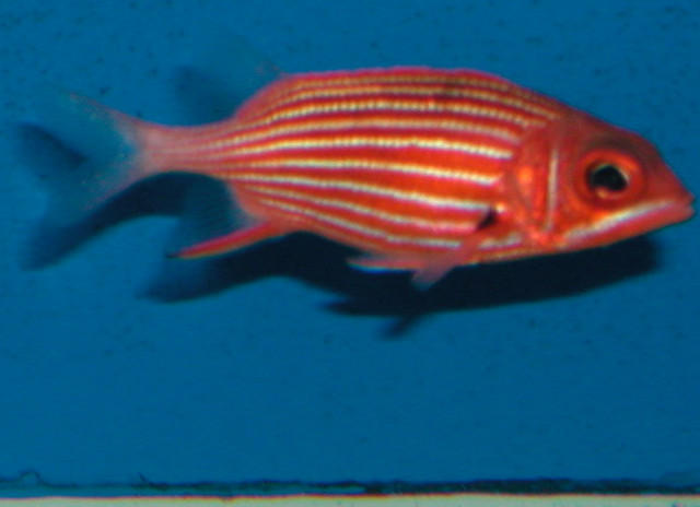 Saltwater Photos