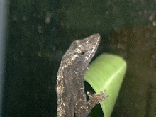 Male Brown Anole Black