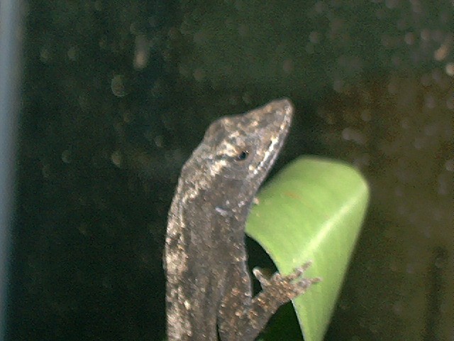 Male Brown Anole Black