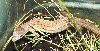 Blonde the T.sexlineatus
