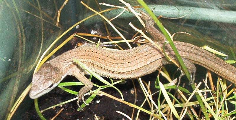 Blonde the T.sexlineatus