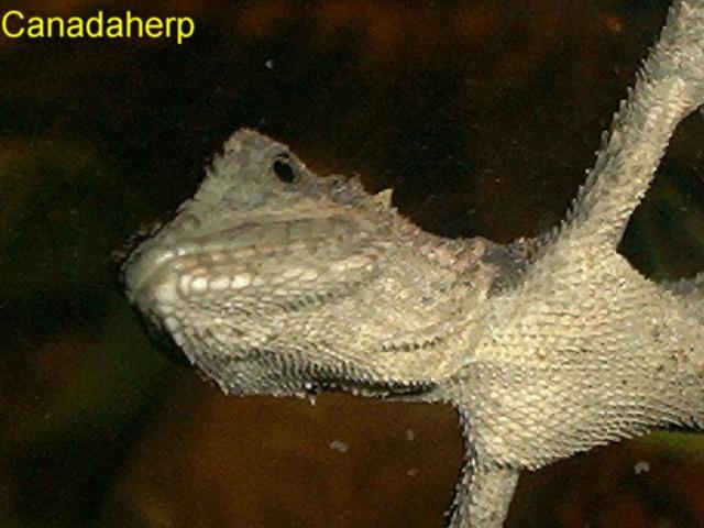 Linsey The J. Splendida