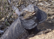P. Barbata