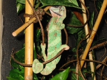 chami sleeping