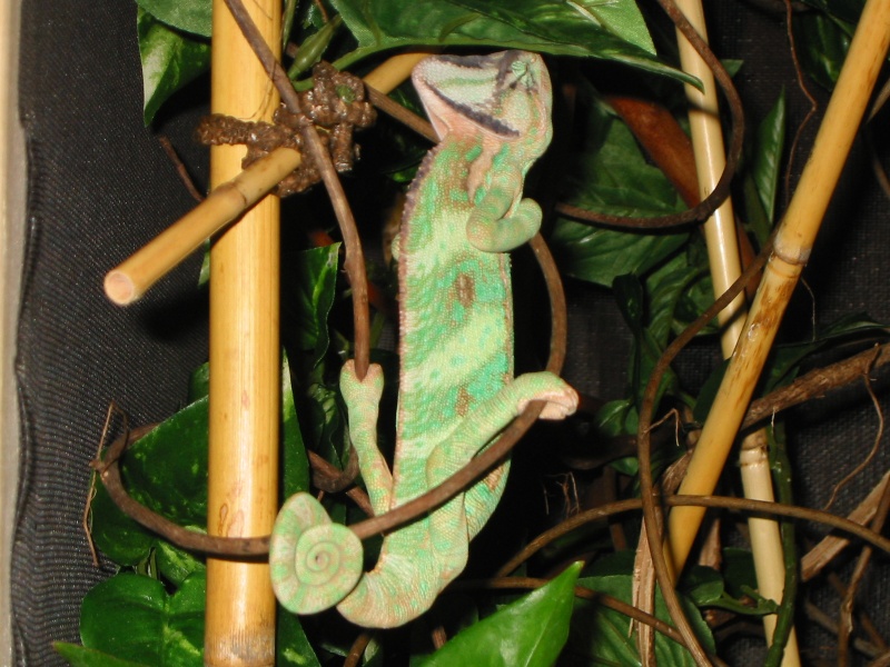 chami sleeping