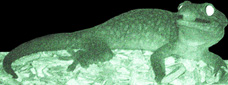 spike at night