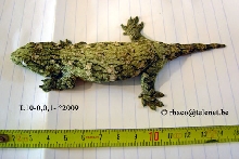 Rhacodactylus laechianus Nuu Ami