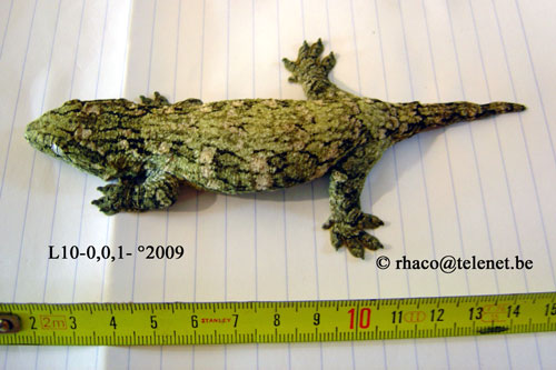 Rhacodactylus laechianus Nuu Ami