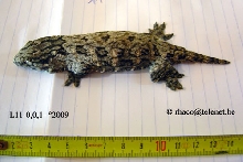 Rhacodactylus laechianus Nuu Ami