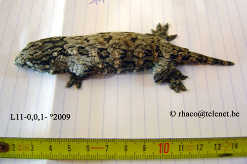 Rhacodactylus laechianus Nuu Ami