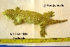 Rhacodactylus laechianus Nuu Ami