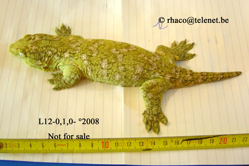 Rhacodactylus laechianus Nuu Ami