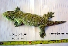 Rhacodactylus laechianus Nuu Ami
