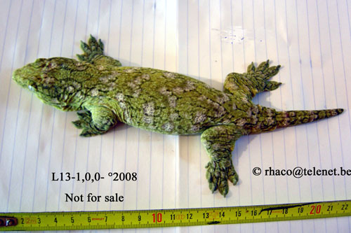 Rhacodactylus laechianus Nuu Ami