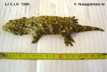 Rhacodactylus laechianus Nuu Ami
