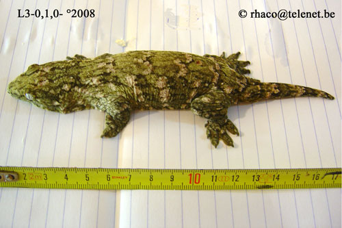 Rhacodactylus laechianus Nuu Ami