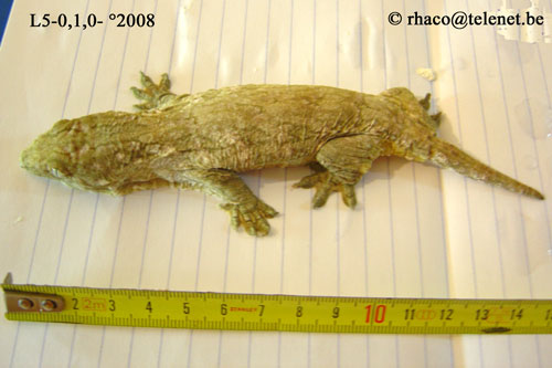 Rhacodactylus laechianus Nuu Ami