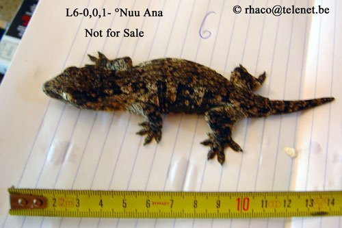 Rhacodactylus laechianus Nuu Ami