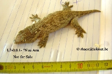 Rhacodactylus laechianus Nuu Ami