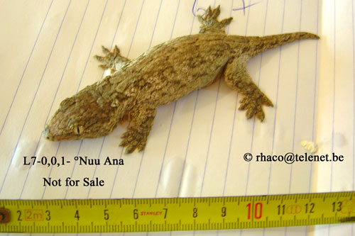 Rhacodactylus laechianus Nuu Ami