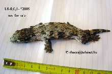 Rhacodactylus laechianus Nuu Ami