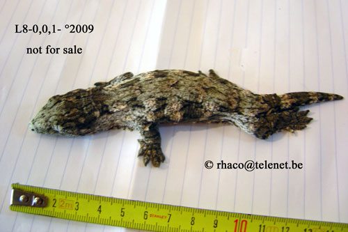 Rhacodactylus laechianus Nuu Ami