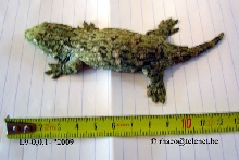 Rhacodactylus laechianus Nuu Ami