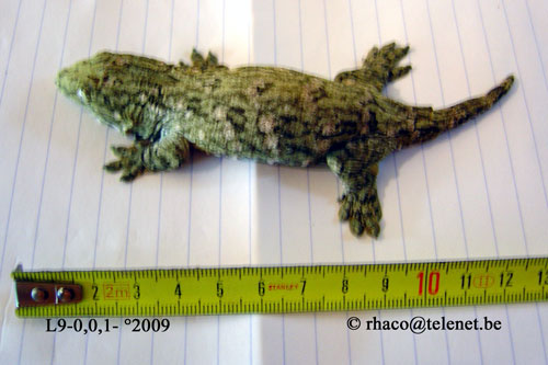 Rhacodactylus laechianus Nuu Ami