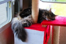 Grizz on Cat Tree