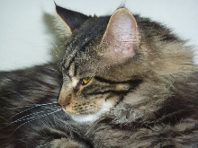 Grizz - 1 Year Old