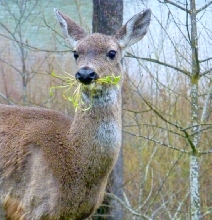Nom.. Nom.. Nom...