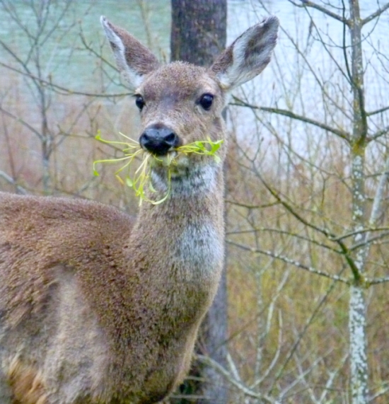 Nom.. Nom.. Nom...