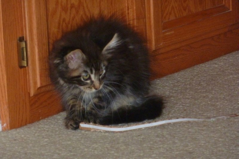 Grizz Playing with a tear strip