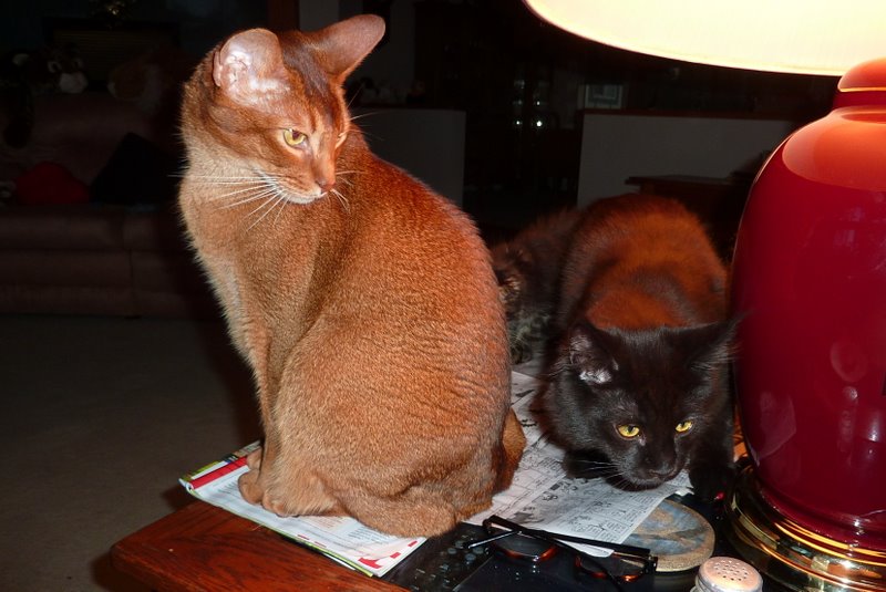 Tare and Loki together on end table