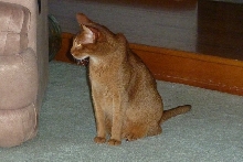 Tare sitting by couch