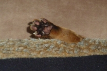 Talk to the Paw
