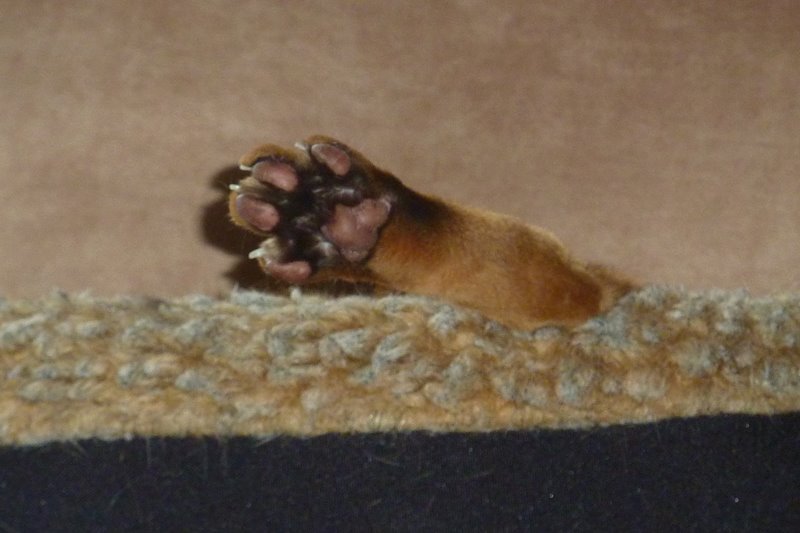 Talk to the Paw