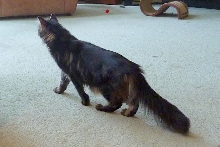 Grizz's Coat and Tail